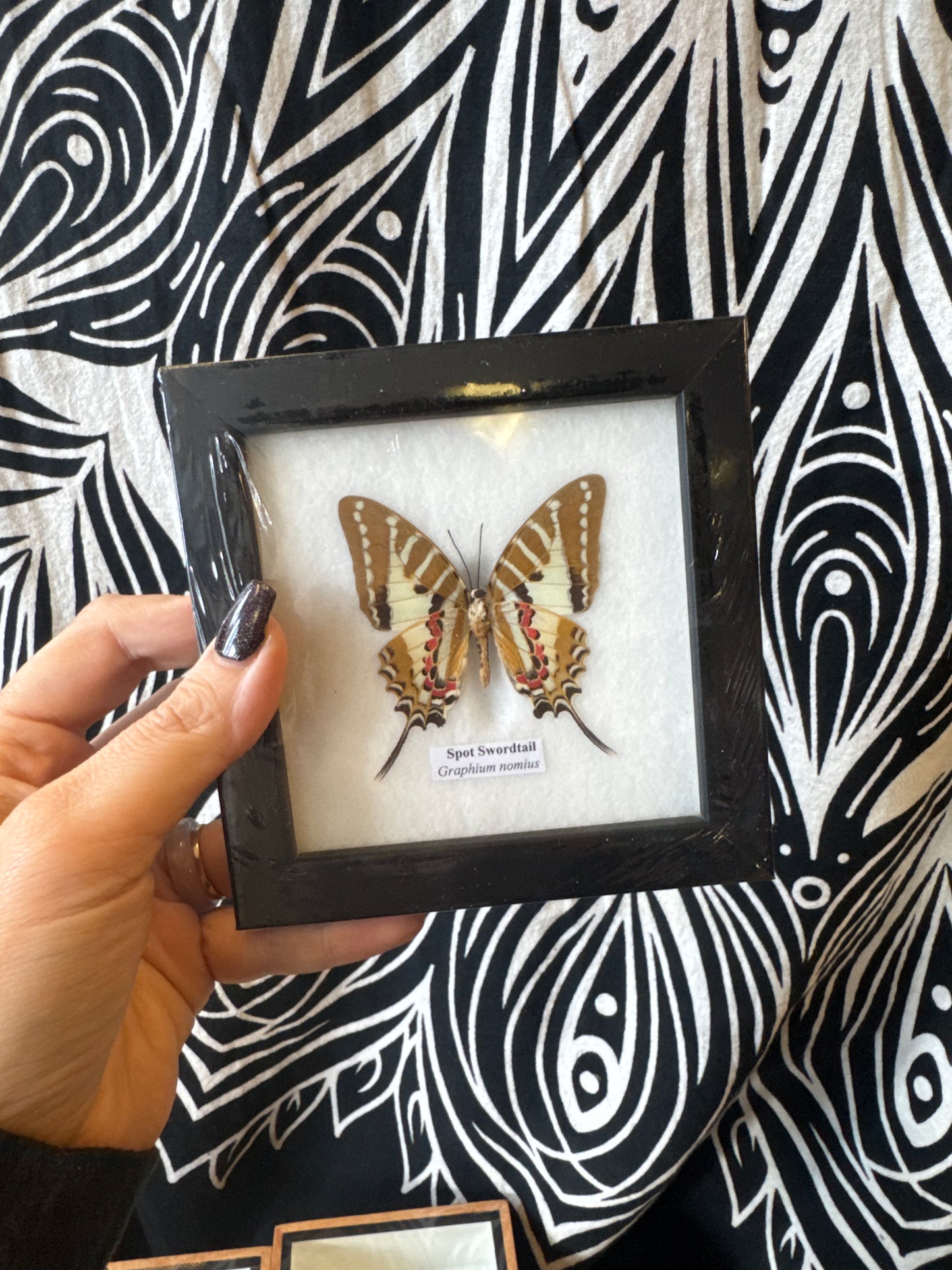 Taxidermy Butterfly (Single) 12x12cm