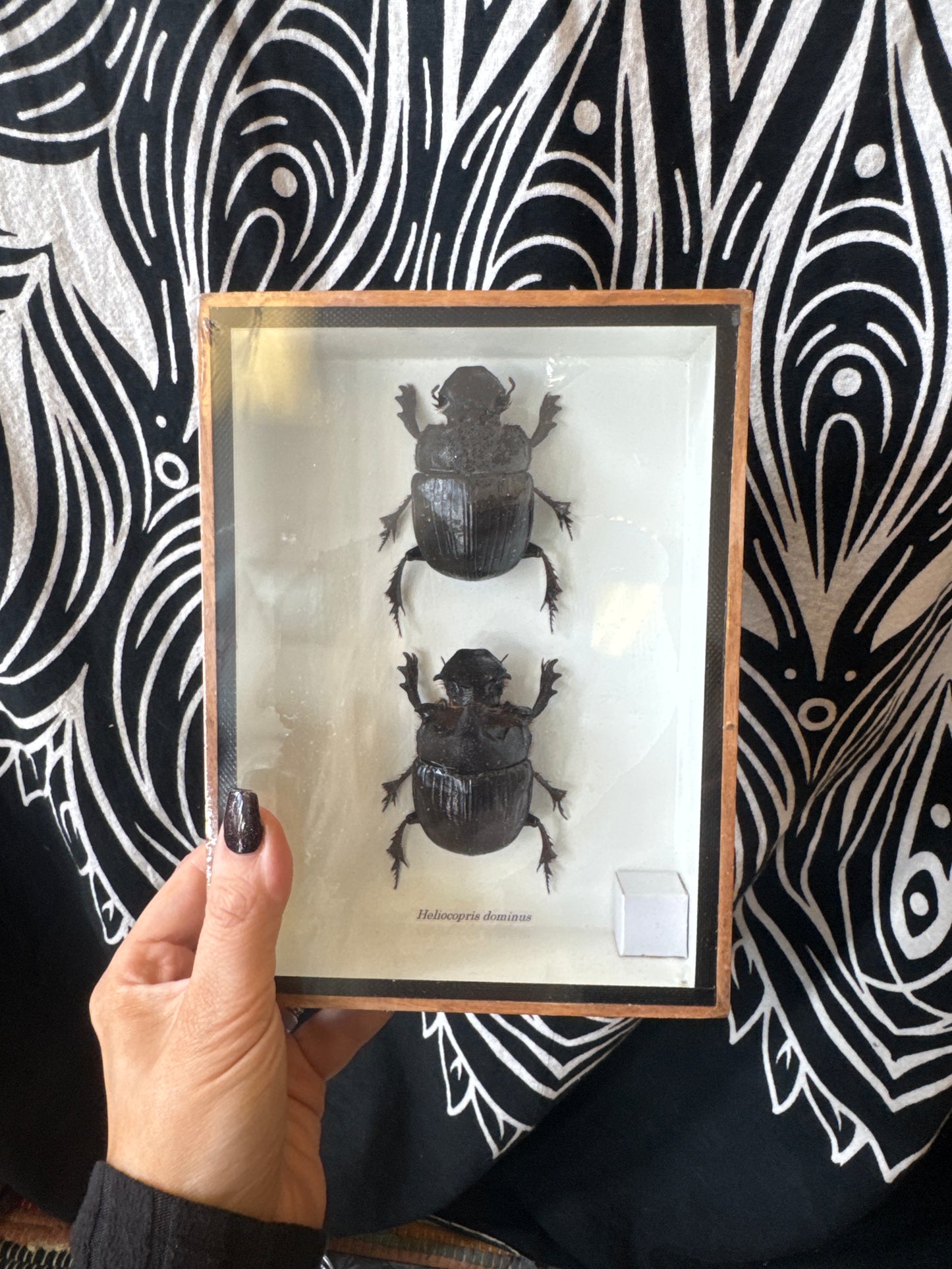 Taxidermy Dung Beetle (Pair) 20x15x5cm