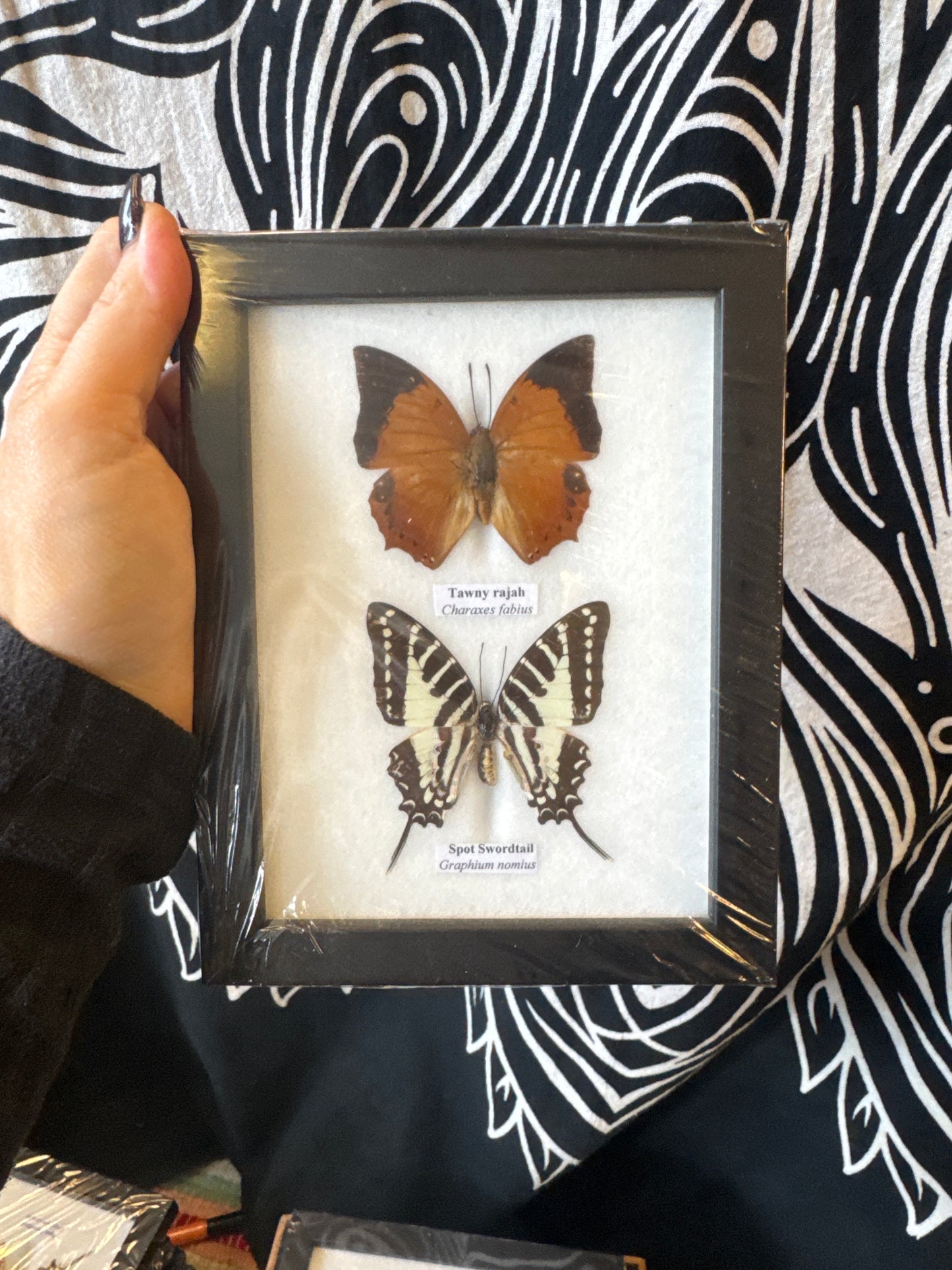 Taxidermy Butterfly (Pair) 20x13cm