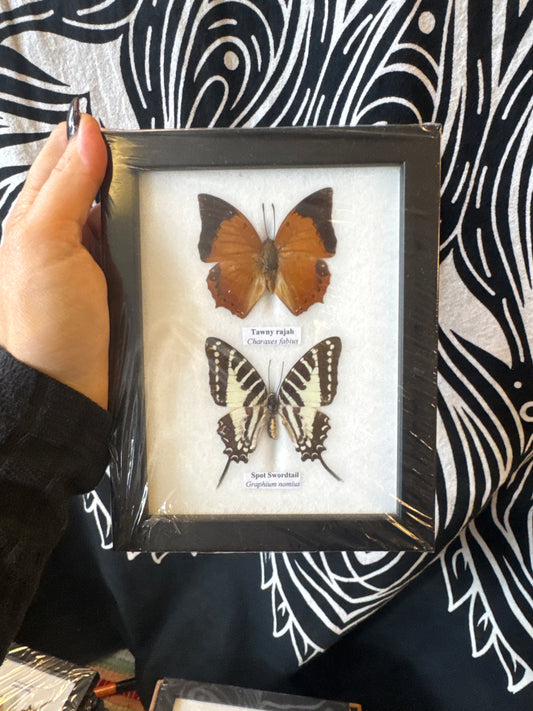 Taxidermy Butterfly (Pair) 20x13cm