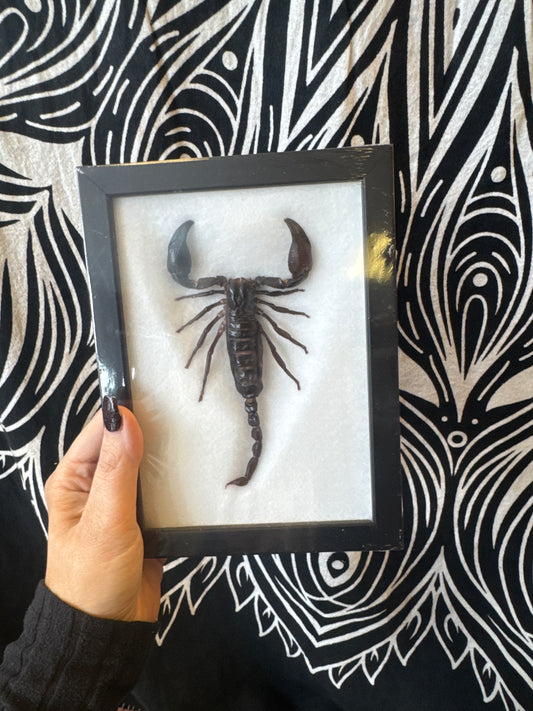 Taxidermy Scorpion 15x20cm