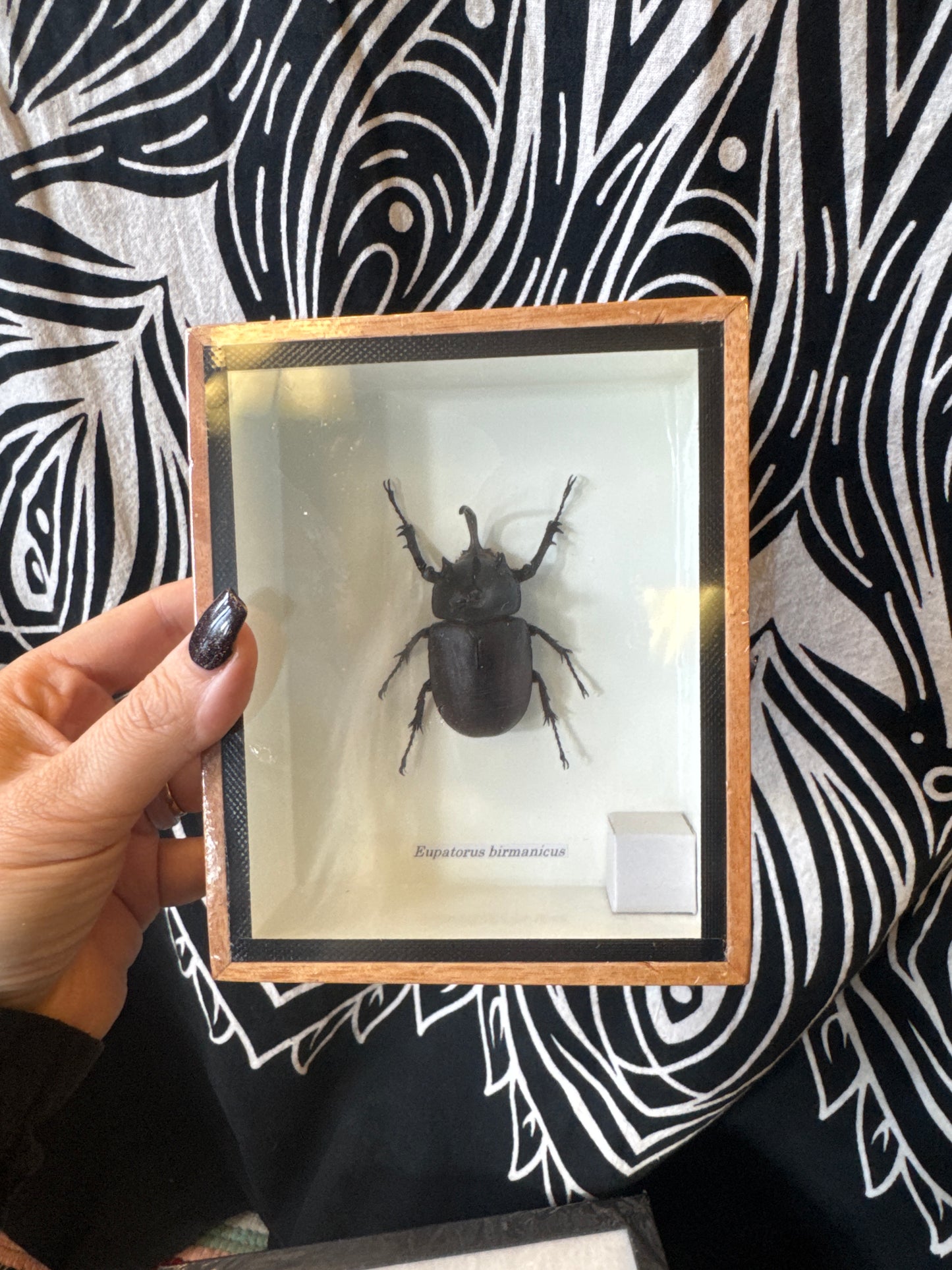 Taxidermy Rabbit Head Beetle 12x15cm