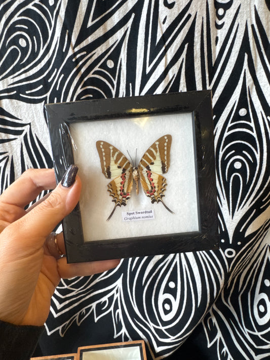 Taxidermy Butterfly (Single) 12x12cm