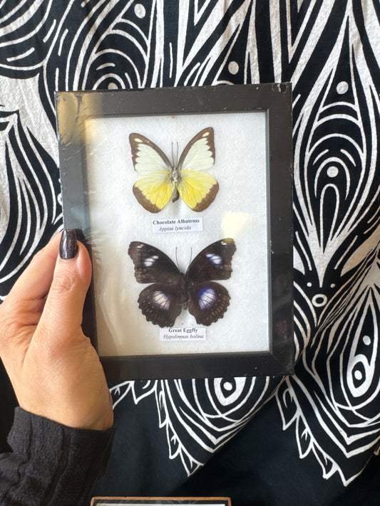 Taxidermy Butterfly (Pair) 20x13cm