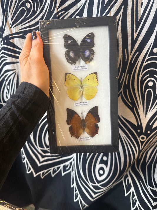 Taxidermy Butterfly (Trio) 25x13cm
