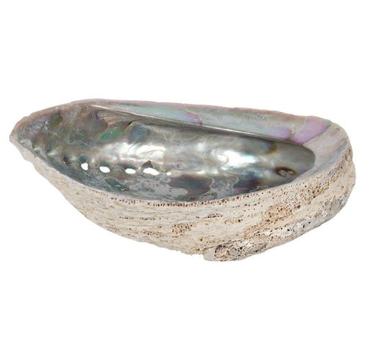 Large Abalone Shell 12-14cm